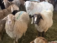 Sheep, Sheep — photo 3