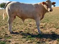 Byk, Charolais cattle — zdjęcie 3