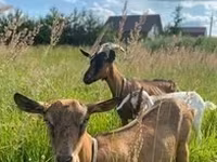 Goat, Goats — photo 2
