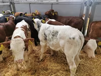 Cow, Cattle — photo 6