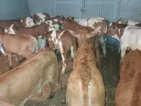 Byk, Bydło — zdjęcie 1