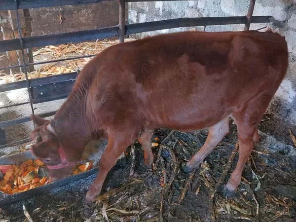 गाय, जर्सी नस्ल