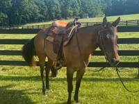 Kobyła, Quarter Horse — zdjęcie 2