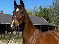 Stute, Dutch warmblood horse — Foto 1