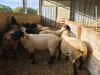 Baran, White Suffolk sheep — zdjęcie 4