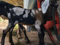 Koza, Nubian Goat — zdjęcie 4