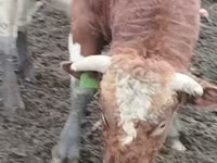 Bulle, Russian Black pied cattle — Foto 1