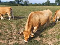 Krowa, Aubrac cattle — zdjęcie 5
