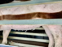 Säue, Schweine — Foto 4