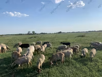 Owca, Katum sheep — zdjęcie 8