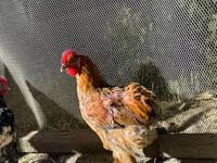 Chickens — zdjęcie 3