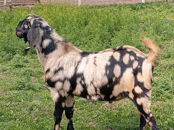 Kozioł, Nubian Goat