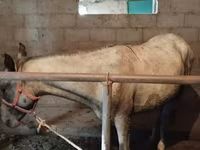 Caballo, Horse breed — foto 3