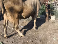 Cow, Alatau breed — photo 4