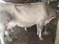 Cow, Swiss cattle — photo 3