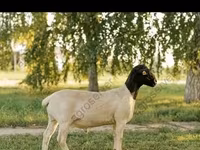 Baran, Edilbay sheep — zdjęcie 6