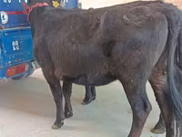 Cow, Aberdeen-Angus — photo 3