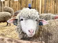 Owca, Kuibyshev sheep — zdjęcie 1