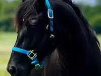Kobyła, Rocky Mountain Horse — zdjęcie 6