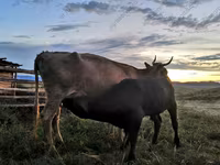 Cow, Simmental cattle — photo 2