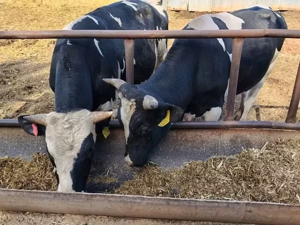 Baran, Edilbay sheep — Rosja