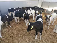 Byk, Bydło — zdjęcie 3