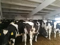 Kuh, Holstein-Rasse — Foto 1
