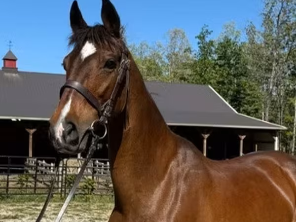 Kobyła, Dutch warmblood horse