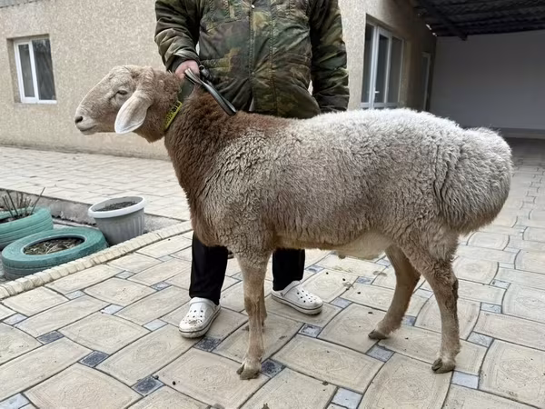 Ram, Sheep