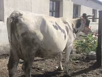 Cow, Russian Black pied cattle — photo 2