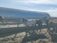 Caballo, Horse breed — foto 4
