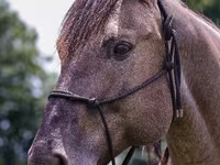 Koń, Quarter Horse — zdjęcie 7