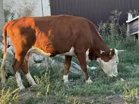 Vaca, Cabeza Blanca Ucraniana — foto 1