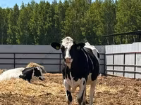 Kuh, Holstein-Rasse — Foto 6