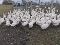 Geese — zdjęcie 5