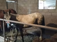 Caballo, Horse breed — foto 1