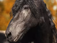 Hengst, Friesian — Foto 1