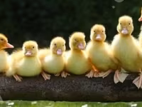Ducks — Foto 1