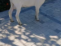 बकरा, Saanen goat — फ़ोटो 2