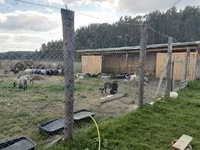 Baran, Kuibyshev sheep — zdjęcie 8