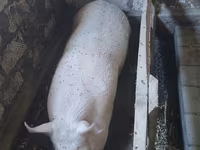 Eber, Schweine — Foto 1