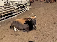 गाय, Latvian Blue cattle — फ़ोटो 4