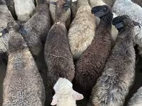 Sheep, Sheep — photo 3