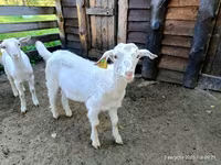 Ziegenbock, Saanen goat — Foto 1
