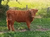 Krowa, Highland — zdjęcie 3