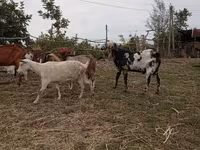Kozioł, Nubian Goat — zdjęcie 3