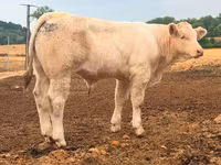 Byk, Charolais cattle — zdjęcie 4