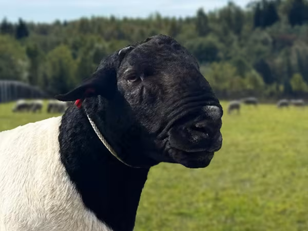 Baran, Dorper sheep