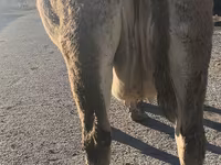 Cow, Simmental cattle — photo 3