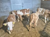 Bull, Simmental cattle — photo 2